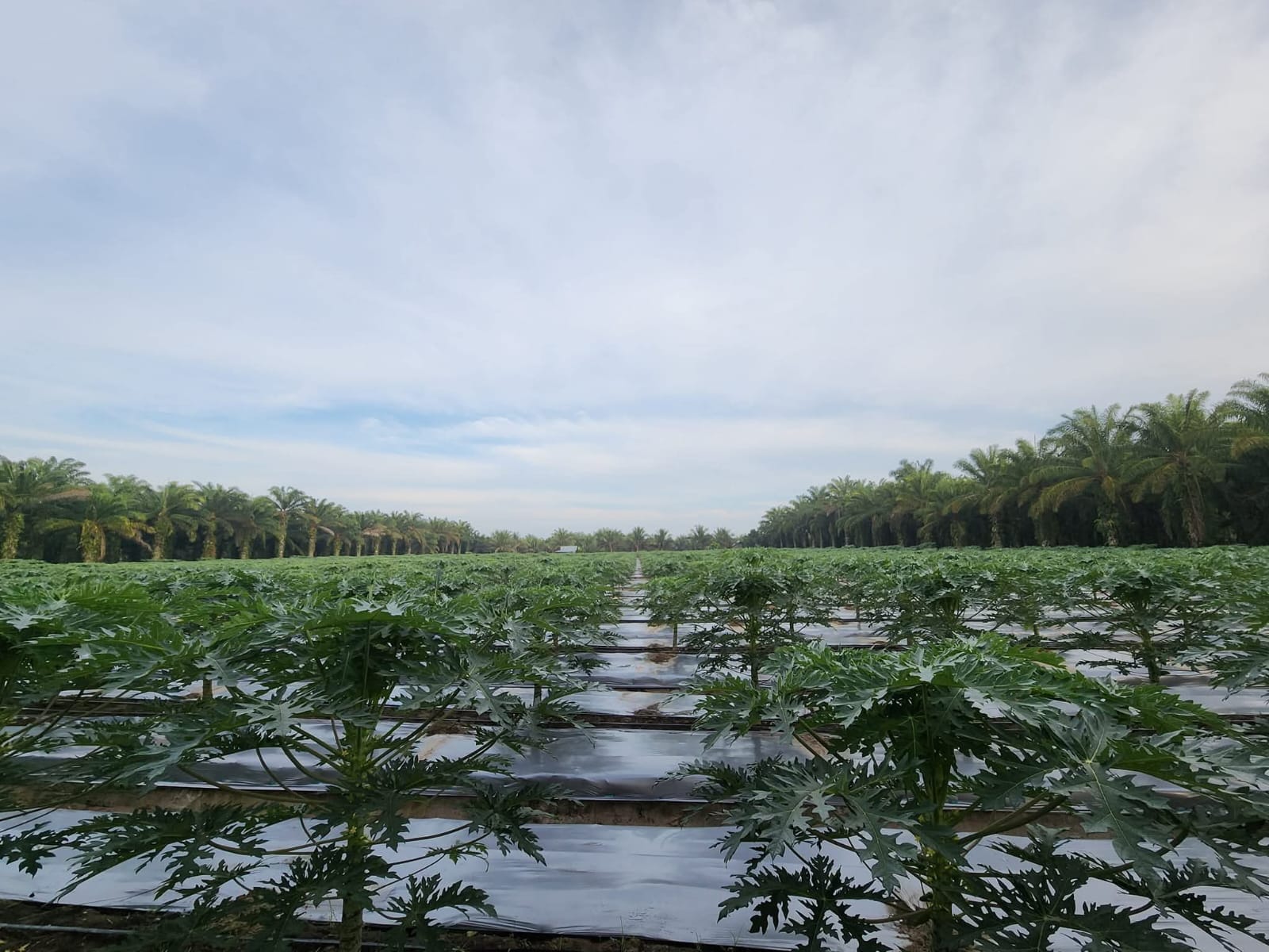 Petani Muda Bengkulu