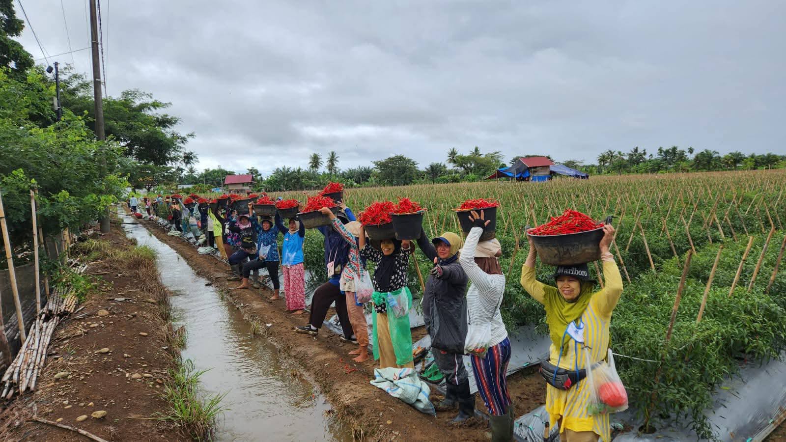 Petani Muda Bengkulu