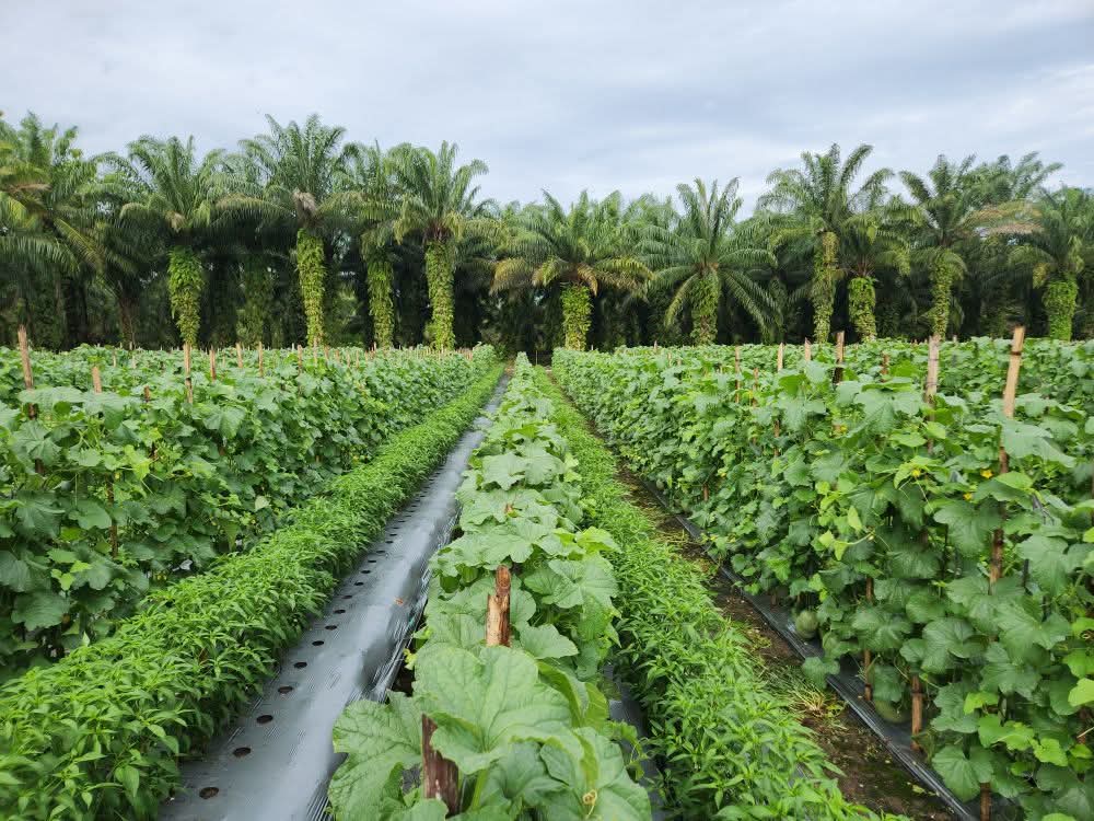 Petani Muda Bengkulu