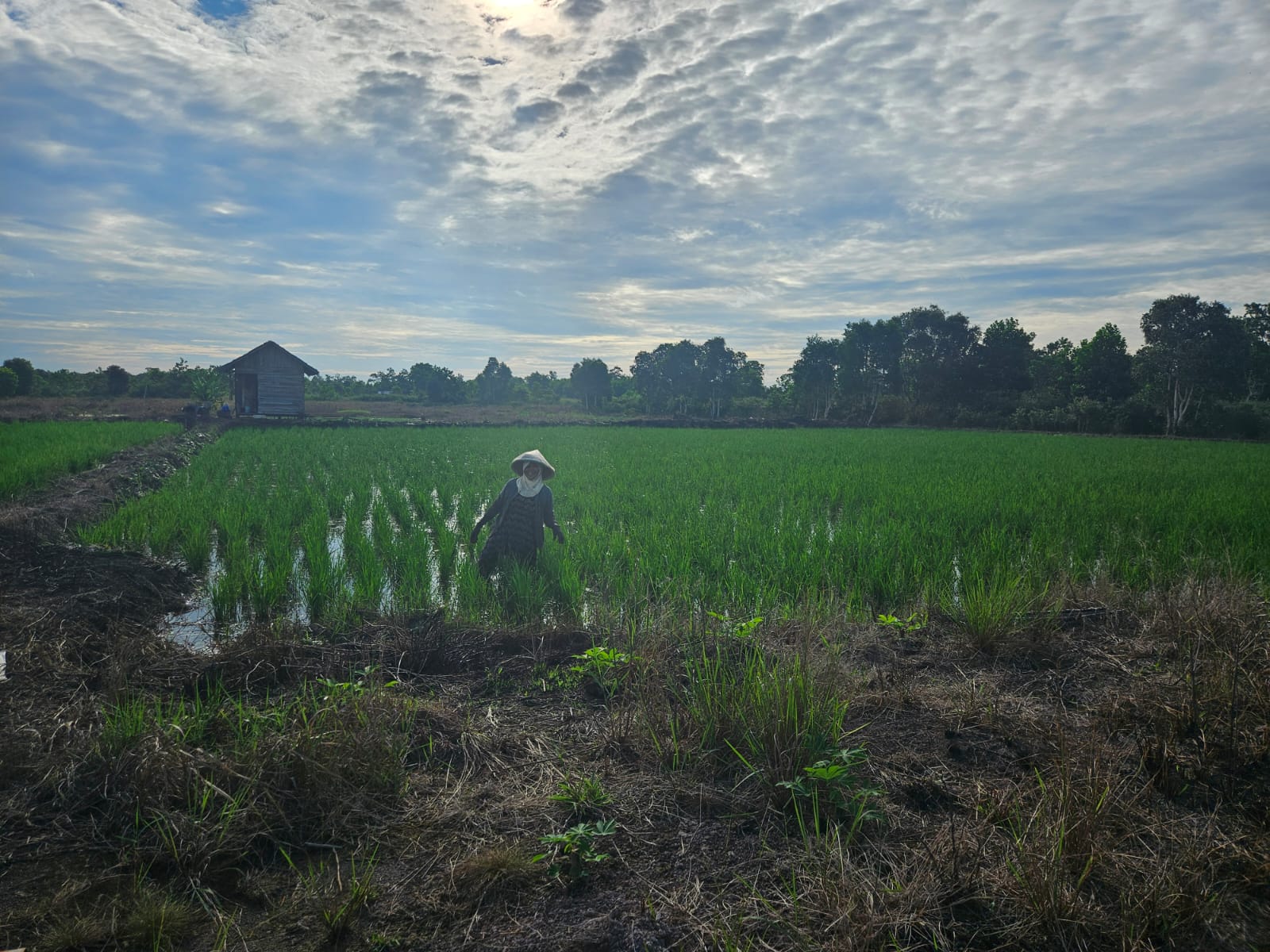 Petani Muda Kalimantan Selatan