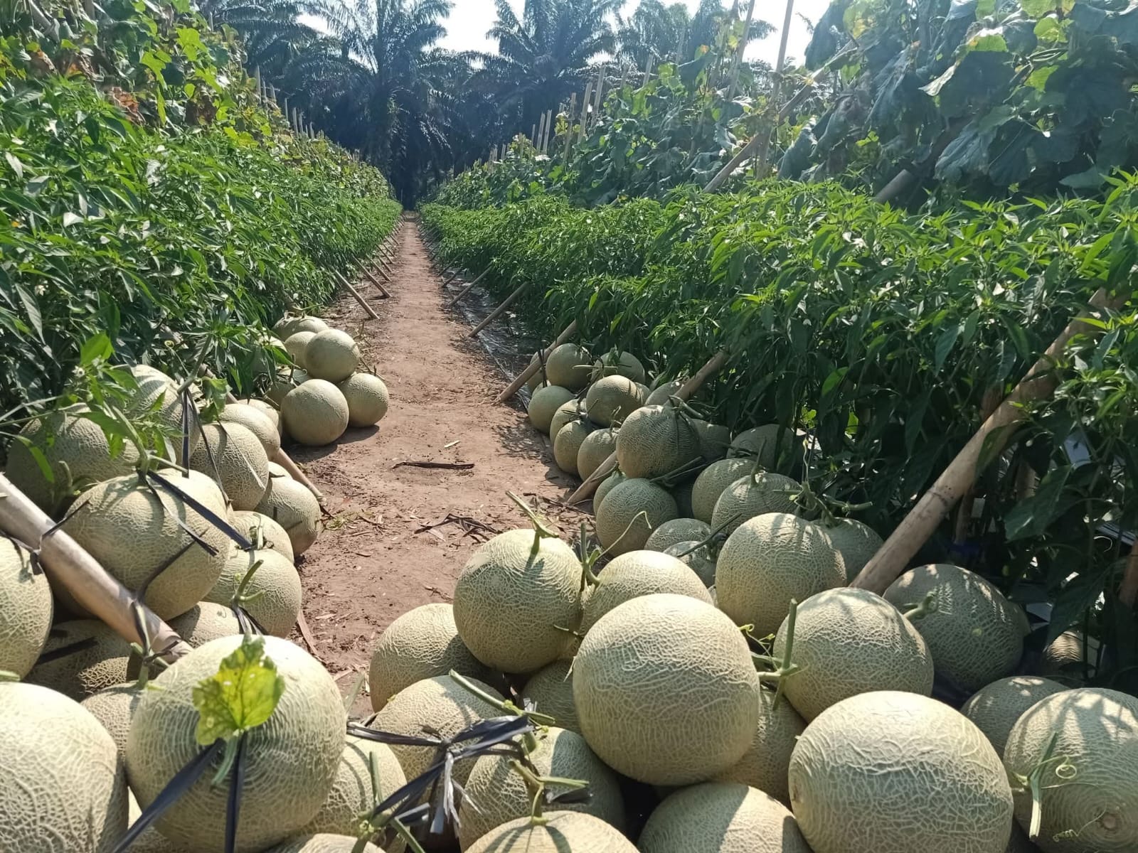 Petani Muda Bengkulu