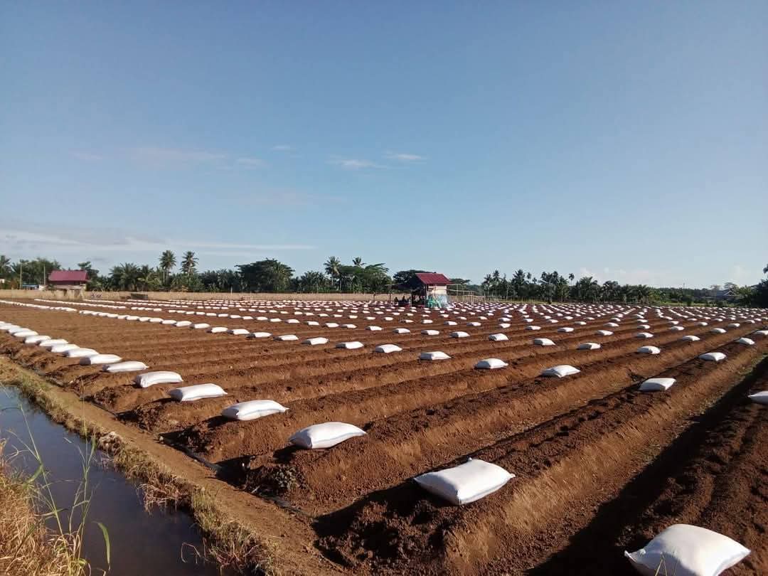 Petani Muda Bengkulu