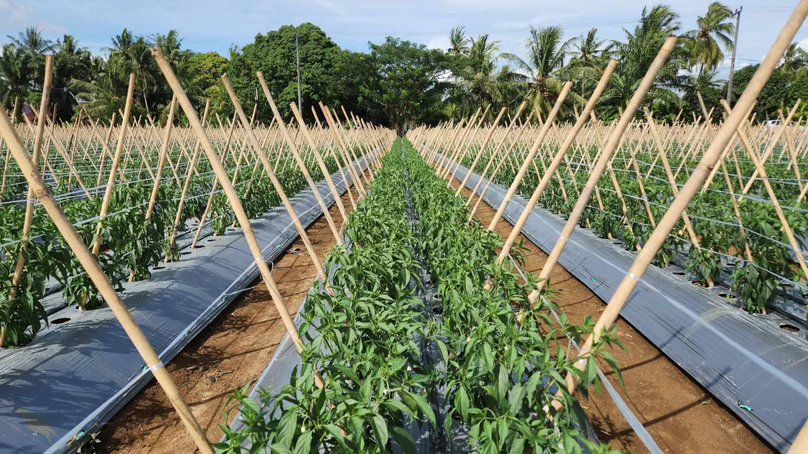 Petani Muda Bengkulu